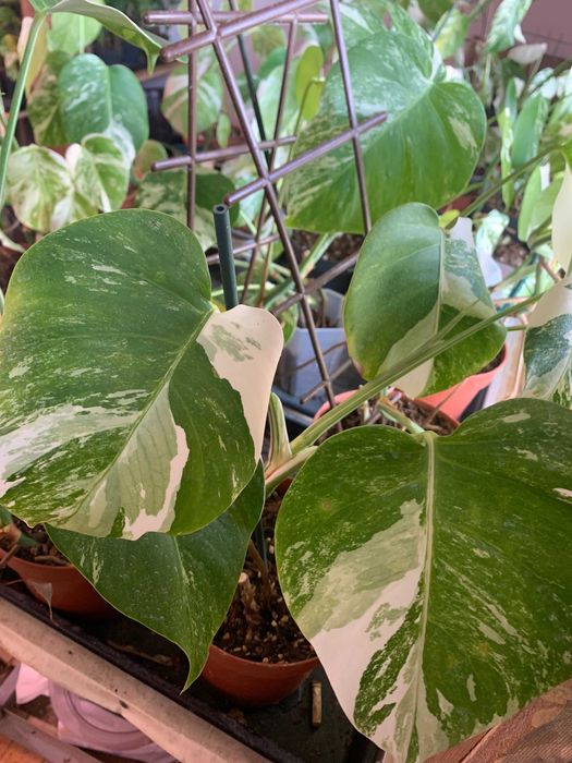 Vand  pui de flori din familia monstera de 3 - 6 luni