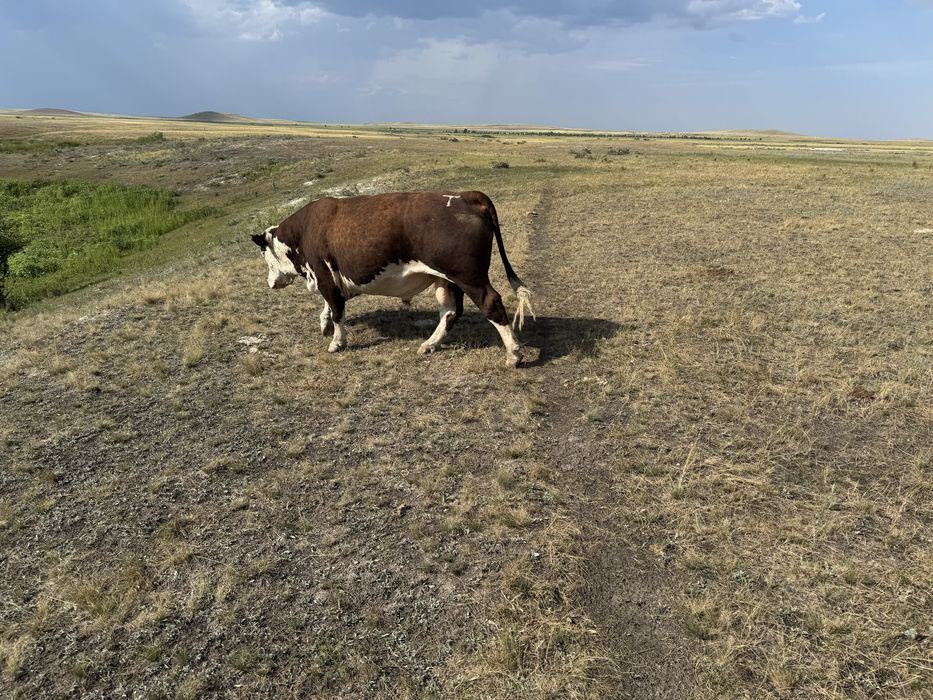 Ақбас 1 категория бұқалар сатылады.
