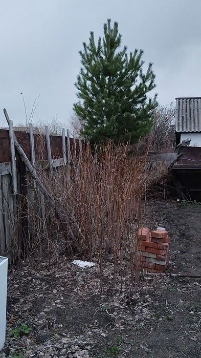 Дача на 19 маршруте