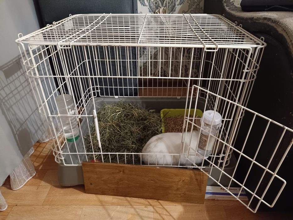 Декоративный кролик