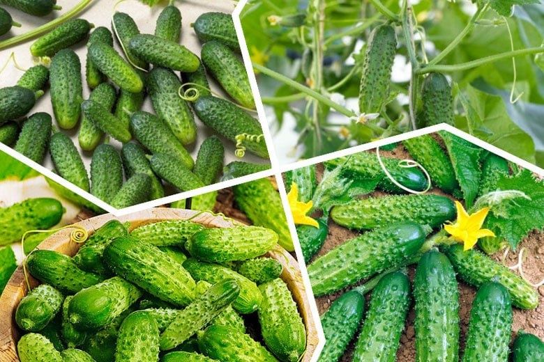 Орзу навли бодринглар сотилади 1 кг 7000 сўм