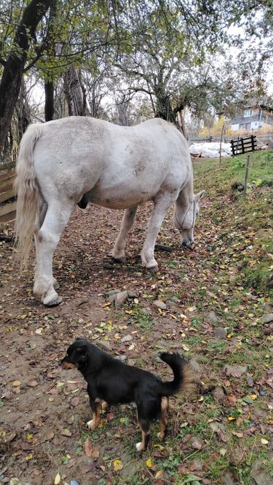 Vând Cal Castrat – învățat la munci agricole, Dealu Capsei (Campeni-Alba)