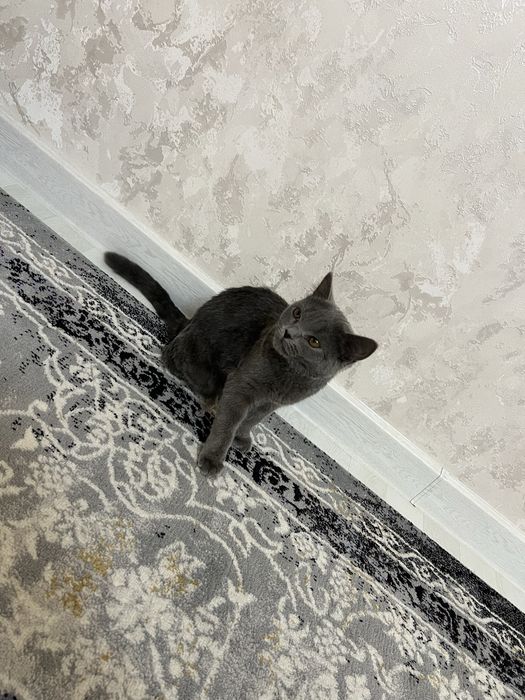 Скотш фолд чистая парода