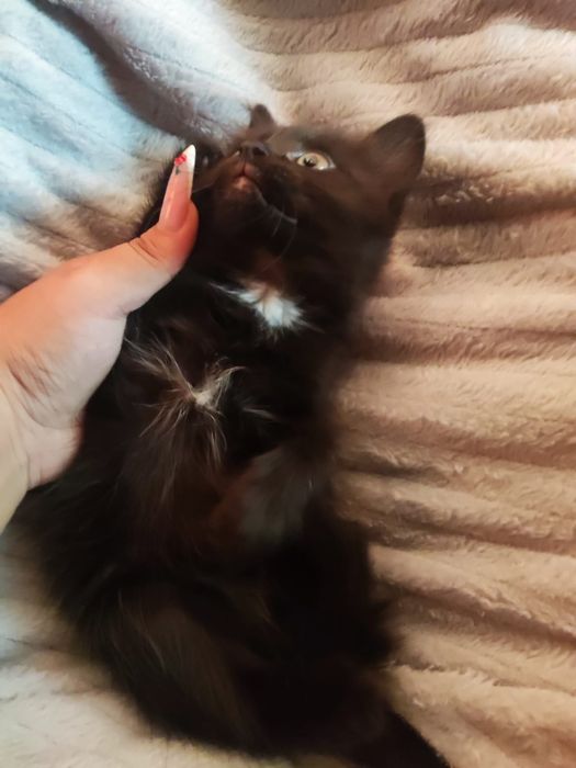 Отдам котят в хорошие руки