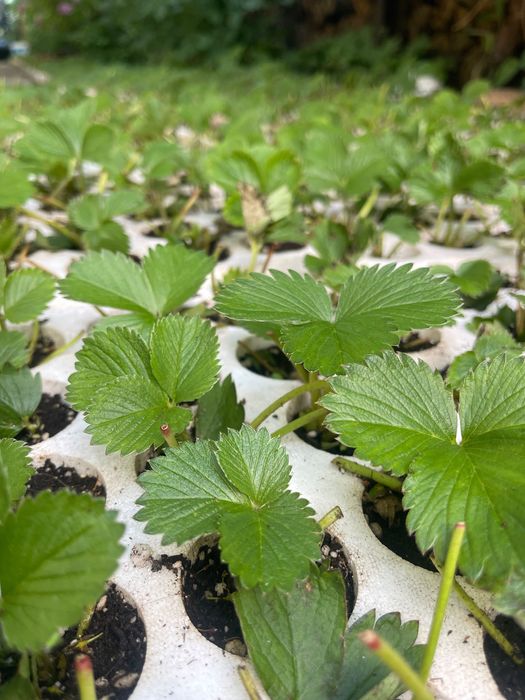 Разсад Ягоди сарт дели