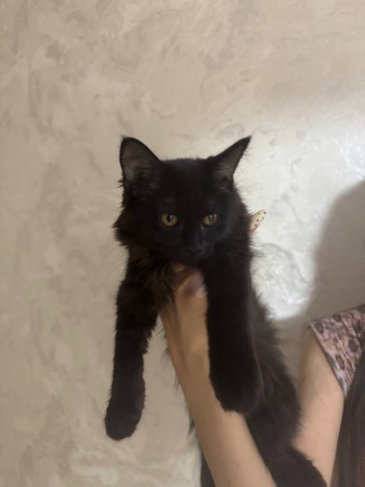 Добрые коты в хорошие руки