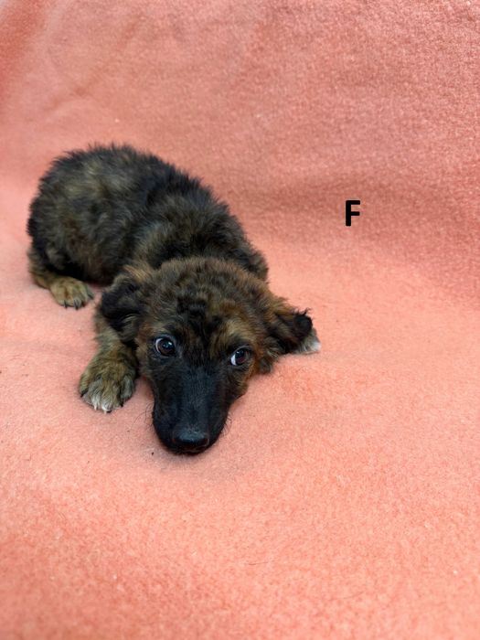 Donatie catelusa  talie mica