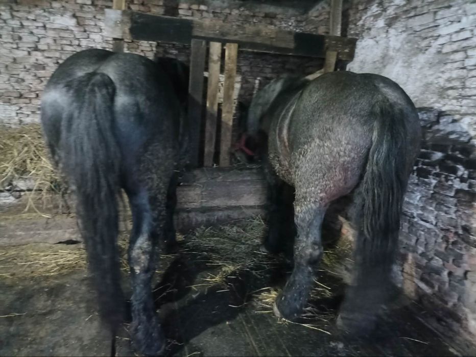 De vânzare sau schimb doi mânji frați