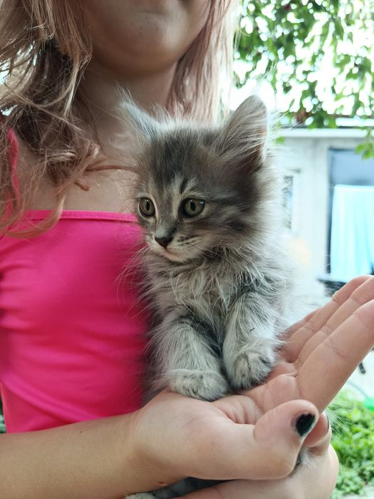 Котенок, девочка