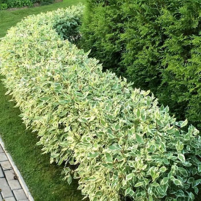 Ель газон саженцы