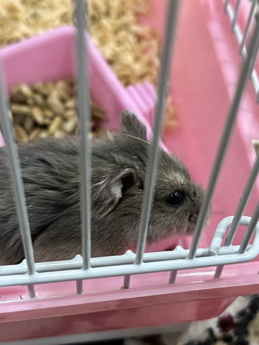 Продается хомяк, вместе с домиком, кормом и всем остольним