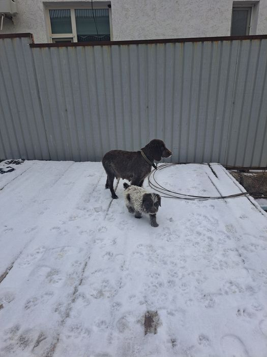 Сабака руски спанель