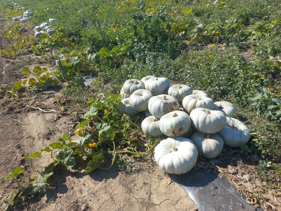Vând Dovleci Placintari si Copt