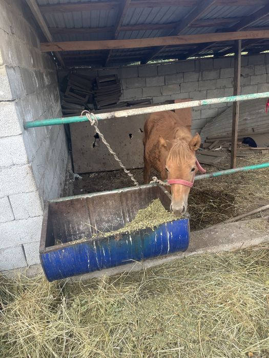 Жабагы сатылады