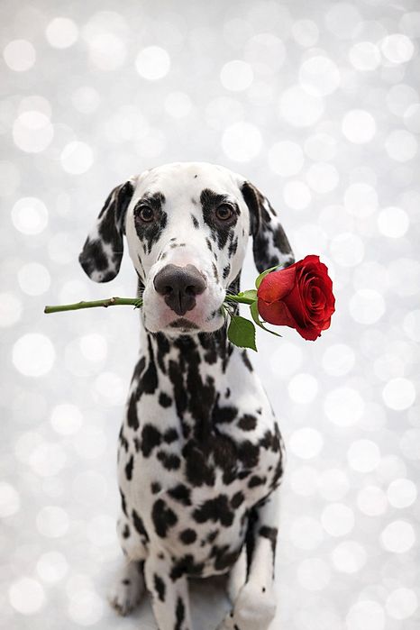 Вязка , далматин