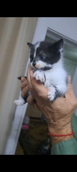 Котята отдам в хорошие руки