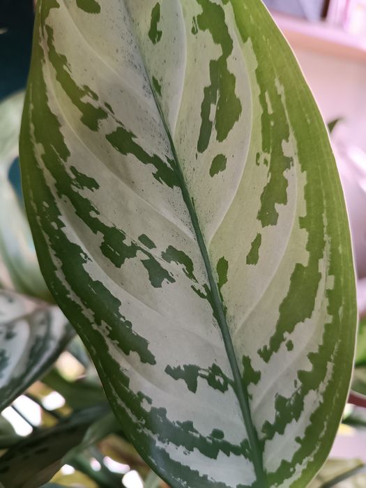 Продаю Аглаонему