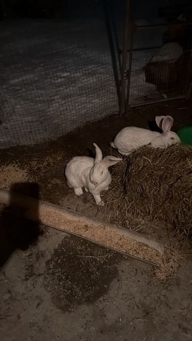 Продам срочно кроликов больших