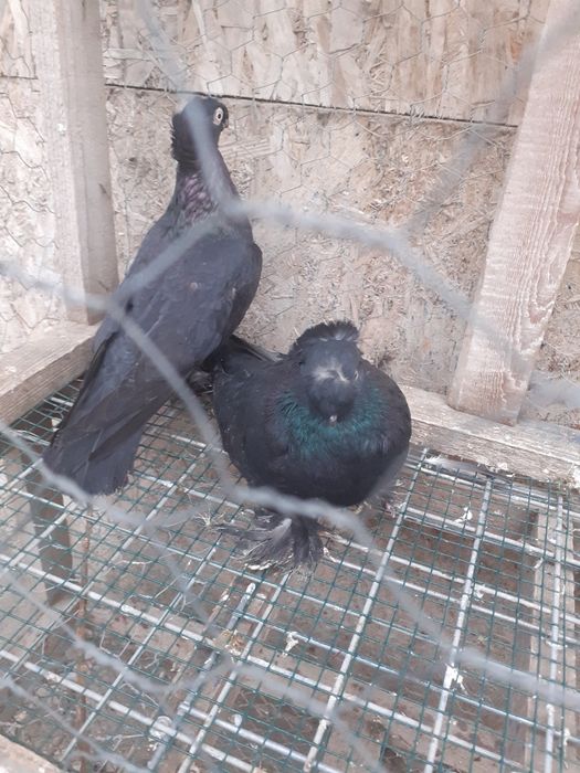 Jucatori de botosani