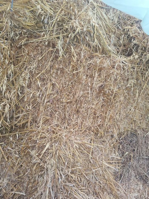 Baloti de ovaz de vanzare