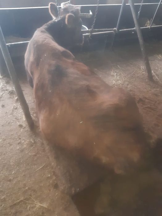 Корова жырная лет 10