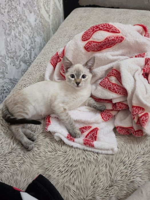 Отдаём котёнка в добрые руки!
