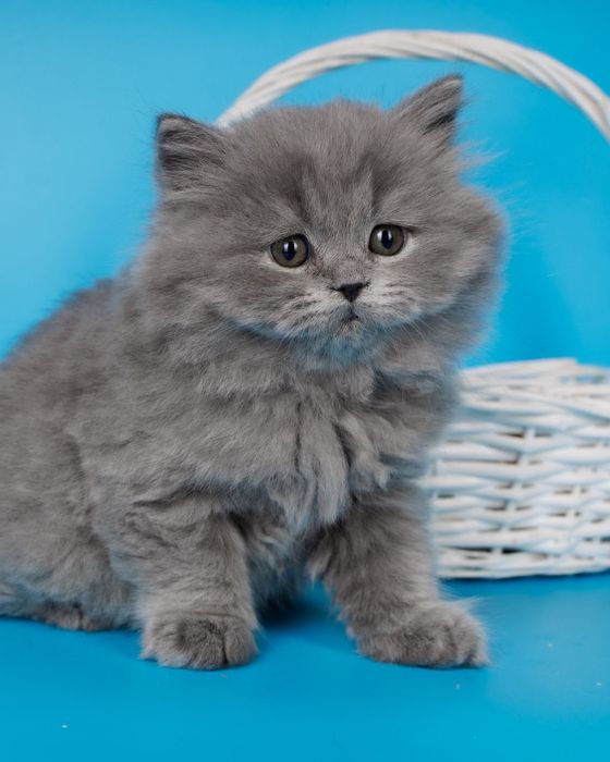 Длиношерстные британские котята