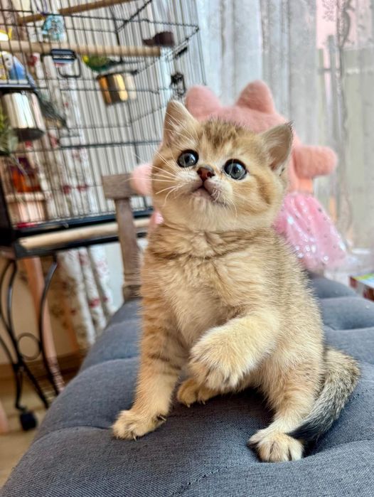 Fetita Scottish golden cu pedigree