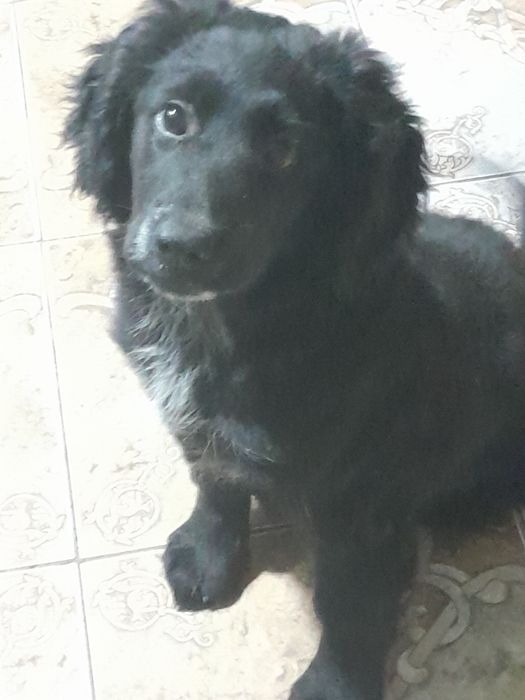 Отдадим щенка в добрые руки