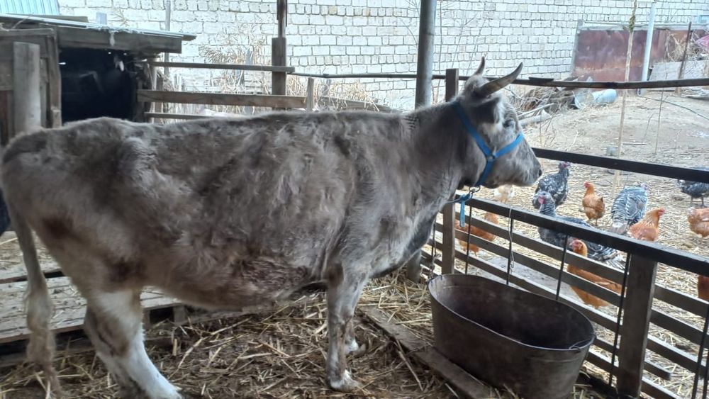 Кой,сиыр,каз сатылады