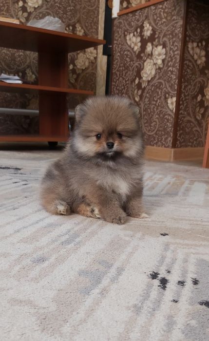 Шпицы готовы к переезду