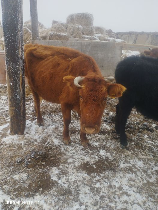 Коровы молочного  направления