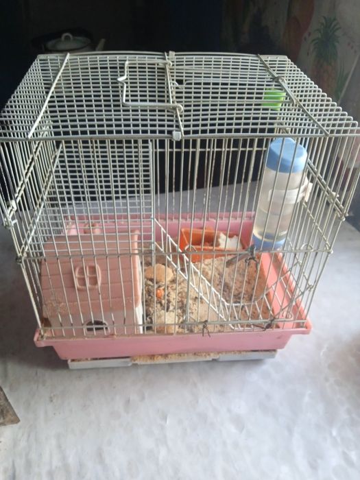 Продам хомяка малчик с клеткай