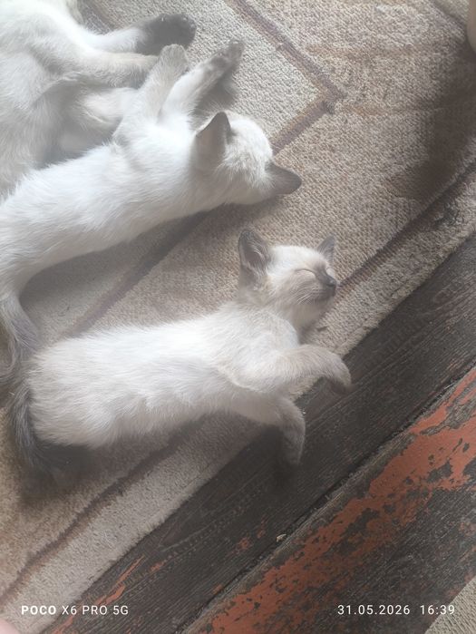 Отдам в хорошие руки