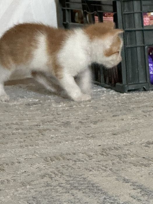 котенок бесплатно