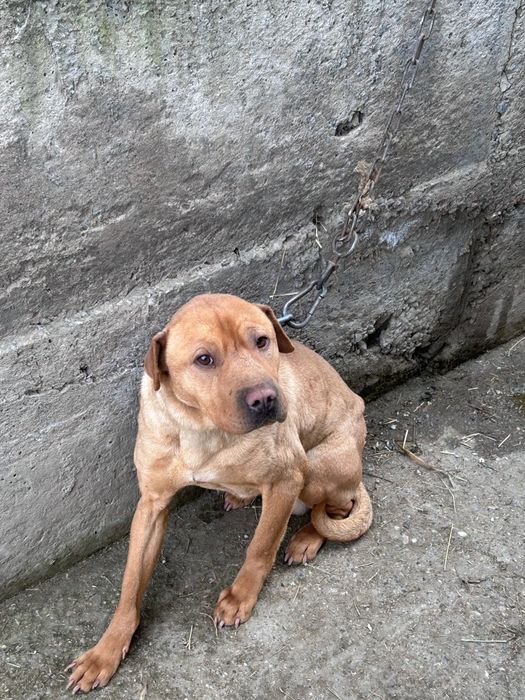 Пидбуль..     пидбуль