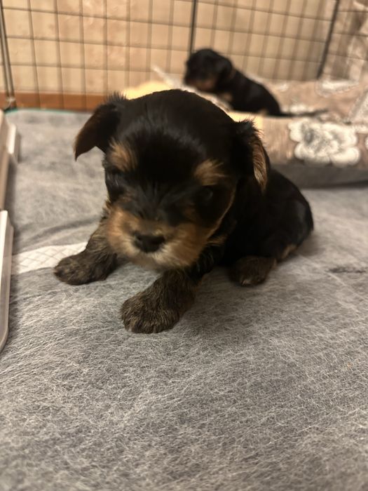 Щенки йорширского терьера