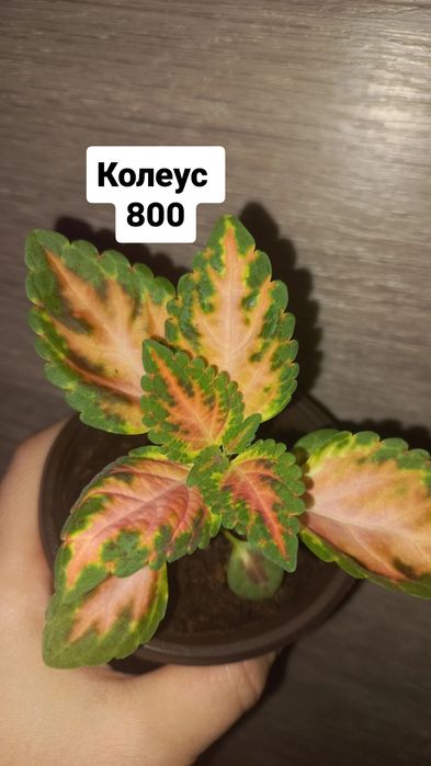 Продам цветы Колеус