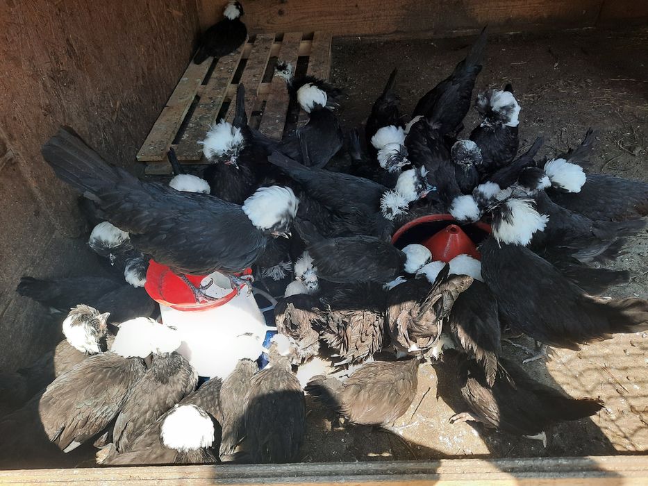 Vând pui moțată olandeză