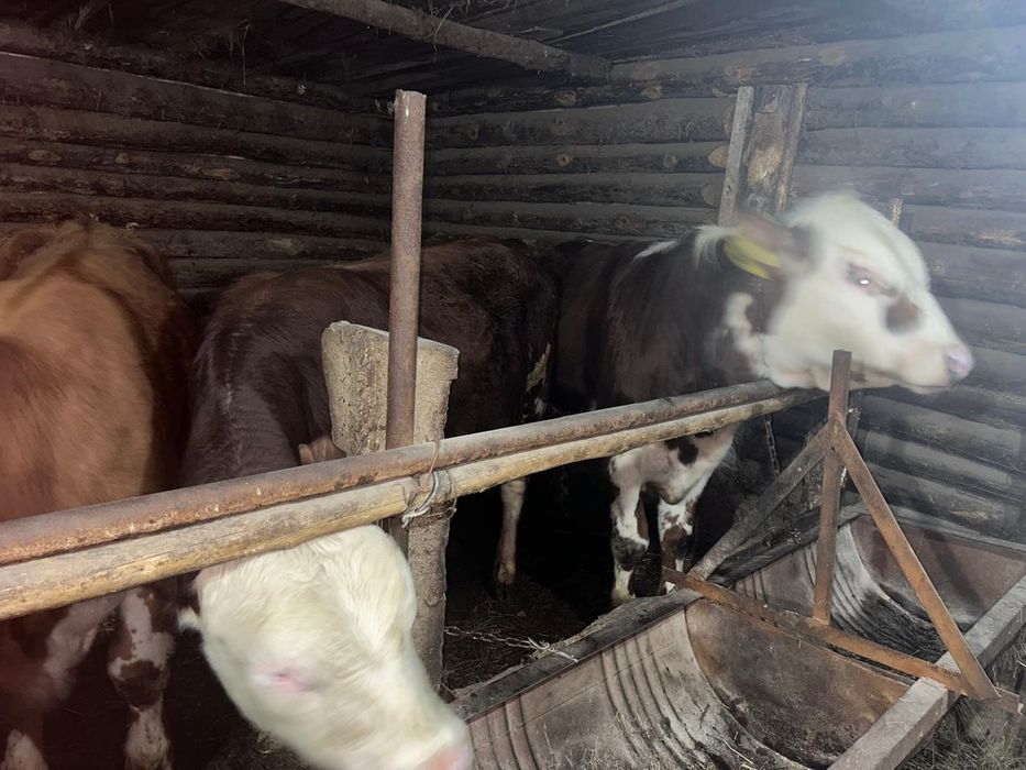 Бычки телки продаются