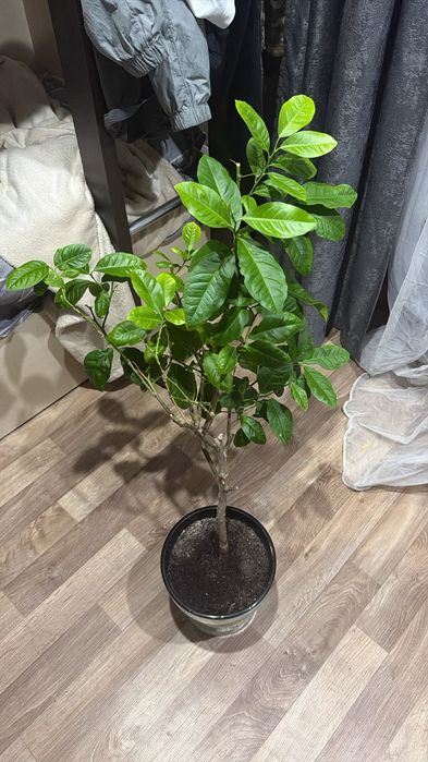 Продам лимонное дерево