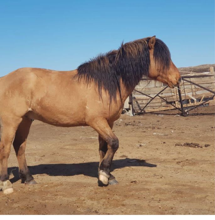 Айғыр сатылады   .