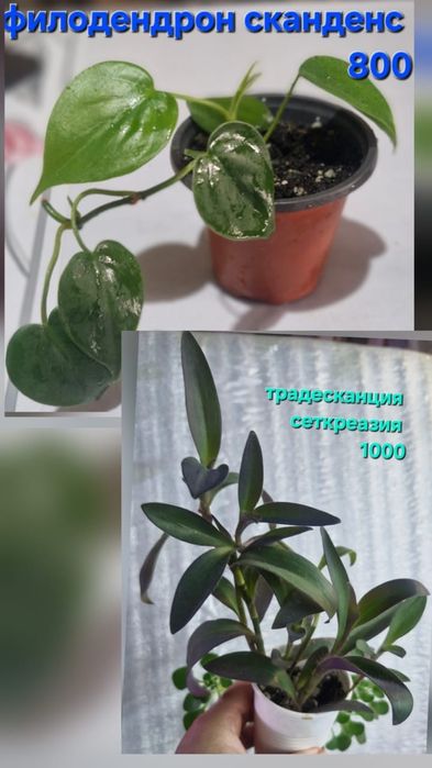 Домашние цветы разные