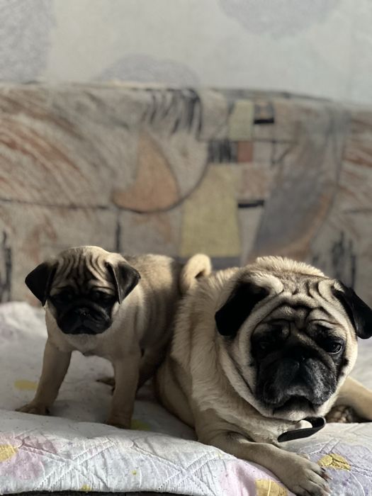 Маленькое счастье ищет дом