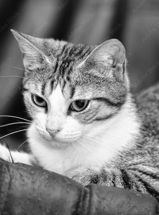 Даром кошечка в хорошие руки !!!