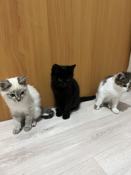 Отдам котят в добрые руки