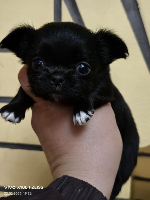 Очаровательные щенки чихуахуа.