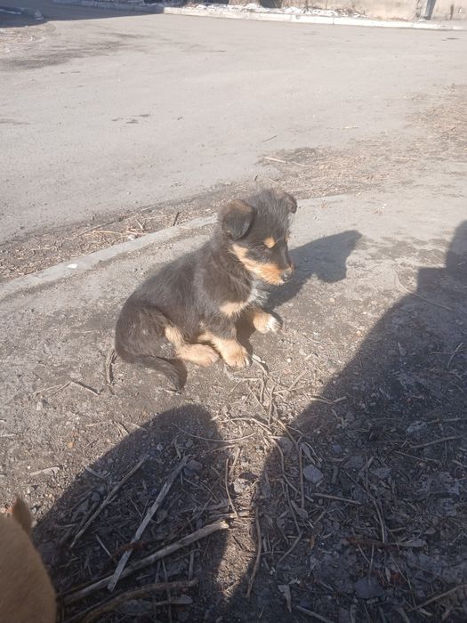 Красотка ищет дом