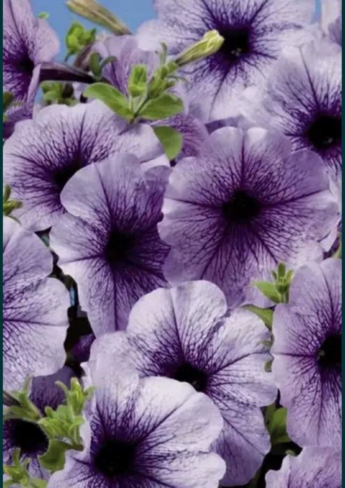 Рассада однолетних. Петуния