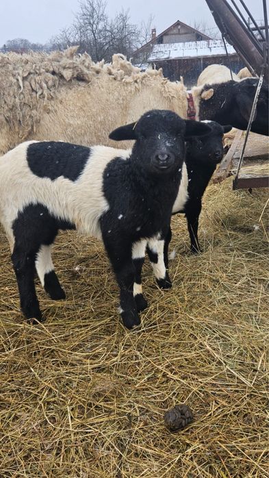 Vând miel și mia Dorper